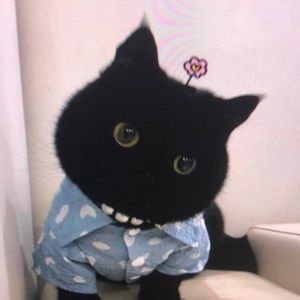 Meet your Posher, Owen